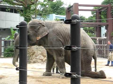 象さんと飼育員さんたち