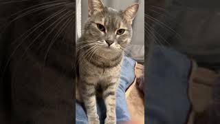 The Unstoppable Snuggle Kittens Kiss Attack