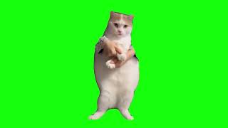 Cat dancing to edm green screen 1 hour