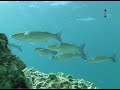 [Documentario] -tecniche di Pesca Sub - Nei primi Quindici Metri sardegna 2011