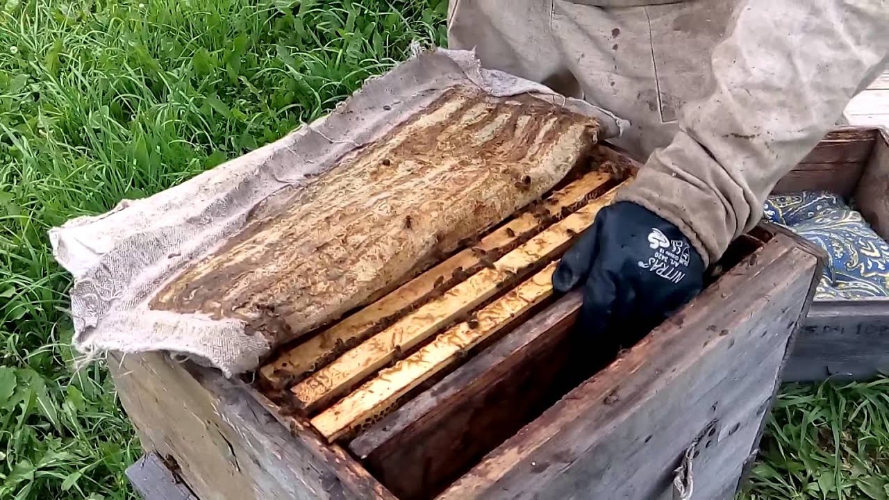 Как сделать отводок до роения 293