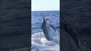 Marlin Fishing