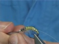 nymph