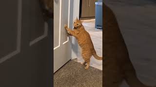 Cat Fun Video