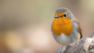 Robins Secret Song Why Does It Sing At Night?