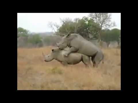 Видео Ебли Слонов