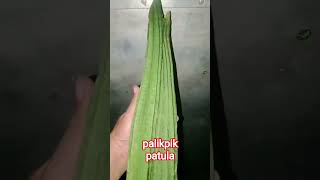 Palikpik Patula