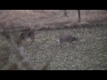 BIG bucks in Iowa!