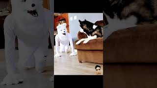 Husky Pranked By Wolf Mask