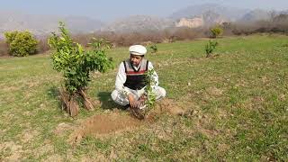 New Orange Plantation On Our Farm Red Blood Orange Farm By Hanis Journal