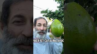 Des Avocats Catalina Encore Sur Larbre En Novembre ? Surprise Du Sud De La Floride