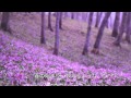 [新曲]  かたくりの花／北山たけし　cover　Keizo