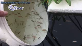 Reproduction De Koï À La Pisciculture Estalens 13