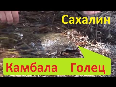 Сахалин. Река Голец. Морской залив. Камбала.