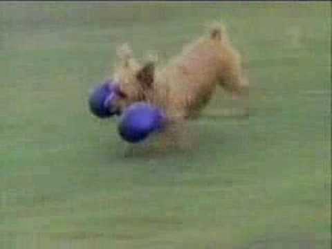 funny dogs video. funny dog clips