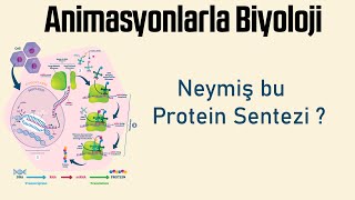 Animasyonlarla Biyoloji Neymiş Bu Protein Sentezi ?