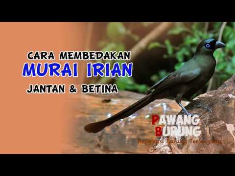 VIDEO : ciri burung murai irian jantan & betina -  ...