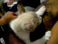 gatinho mamando no seio paterno