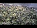 How to tell if your cannabis is mature
