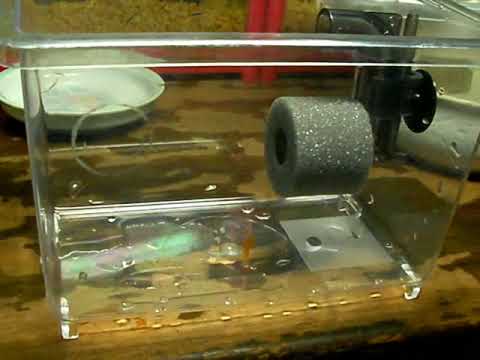 The dwarf pufferfish, also freshwater puffer fish. The dwarf pufferfish, also