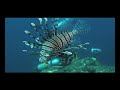 Invasion of the Lionfish