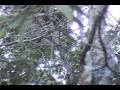 ForestBirds.wmv