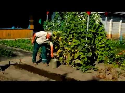 Когда клубнику удобрять золой Когда клубнику удобрять золой