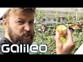 Mundraub: Obst und Gemüse kostenlos aus dem Internet | Galil...