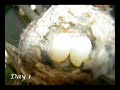 Hummingbird Nest Documentary - High Quality