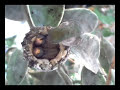 Hummingbird  Nest  Documentary - High Quality