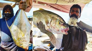 Huge Trevally Fish Cutting Skills By Mr.Ravi And Mr.Suresh