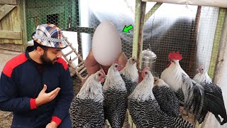 Pijamalı Tavuklardan İlk Yumurtayı Aldık Brakel Cinsi