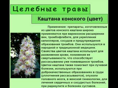Лечебные свойства каштана и из него Лечебные свойства каштана и из него