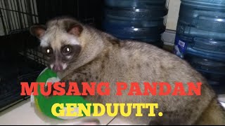 Musang Pandan Gendut.