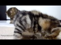 Cutest Cat Moments. Don't worry, my baby kitten. AWW