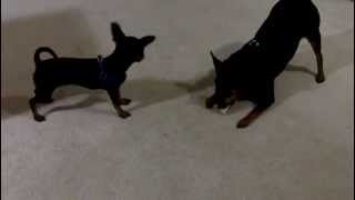 teacup yorkie vs regular yorkie play micro mini grown yorkie and lil rascal a mini chihuahua from teacup yorkie vs regular yorkie play micro mini grown yorkie and lil rascal a mini chihuahua from