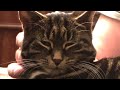 Rondo Veneziano - La Fenice. Wild cat. 2