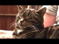Rondo Veneziano - La Fenice. Wild cat. 2
