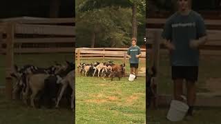 POV: Trying to feed goats without tripping