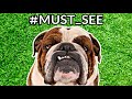 Kind's Of Bulldogs | 13 Bulldog Types You Never Heard About Them !!!