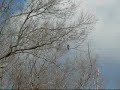 Hawk that sounds like a chew toy