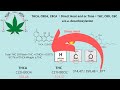 Explanation of how Cannabigerolic Acid (CBGA) Turns Into THC, CBD and CBC