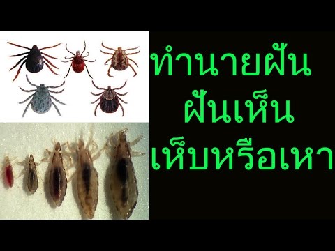 ฝันเห็น เห็บ เหา เห็บมาเกาะตัว หรือโดนเห็บกัด (พร้อมเลขเด็ด)