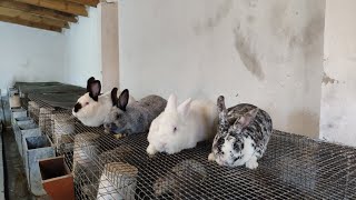 Qusarqayakənd Dovşan Fermasıcins Dovşanlar Və Satiş