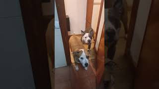Amstaff Y Pitbull Iron Y Xena. Quieren Entrar A La Cocina A Comer...