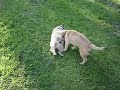 My gay dog
