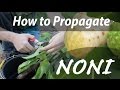 How to Propagate a Noni Tree (Day 13 of 30)