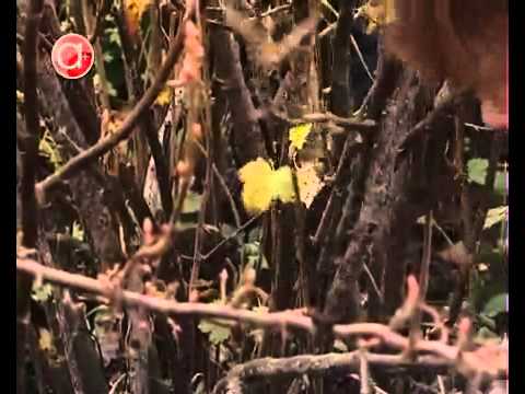 Омоложение старых кустов смородины Омоложение старых кустов смородины