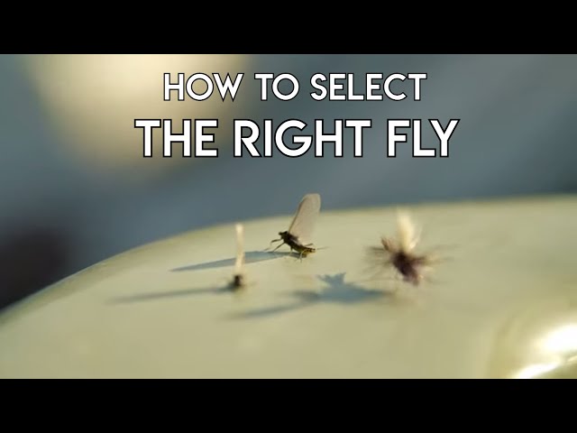 Watch How to Select the Right Fly | Tom Rosenbauer on YouTube.