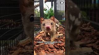 Quoll Adorable Marsupial Youve Never Heard Of